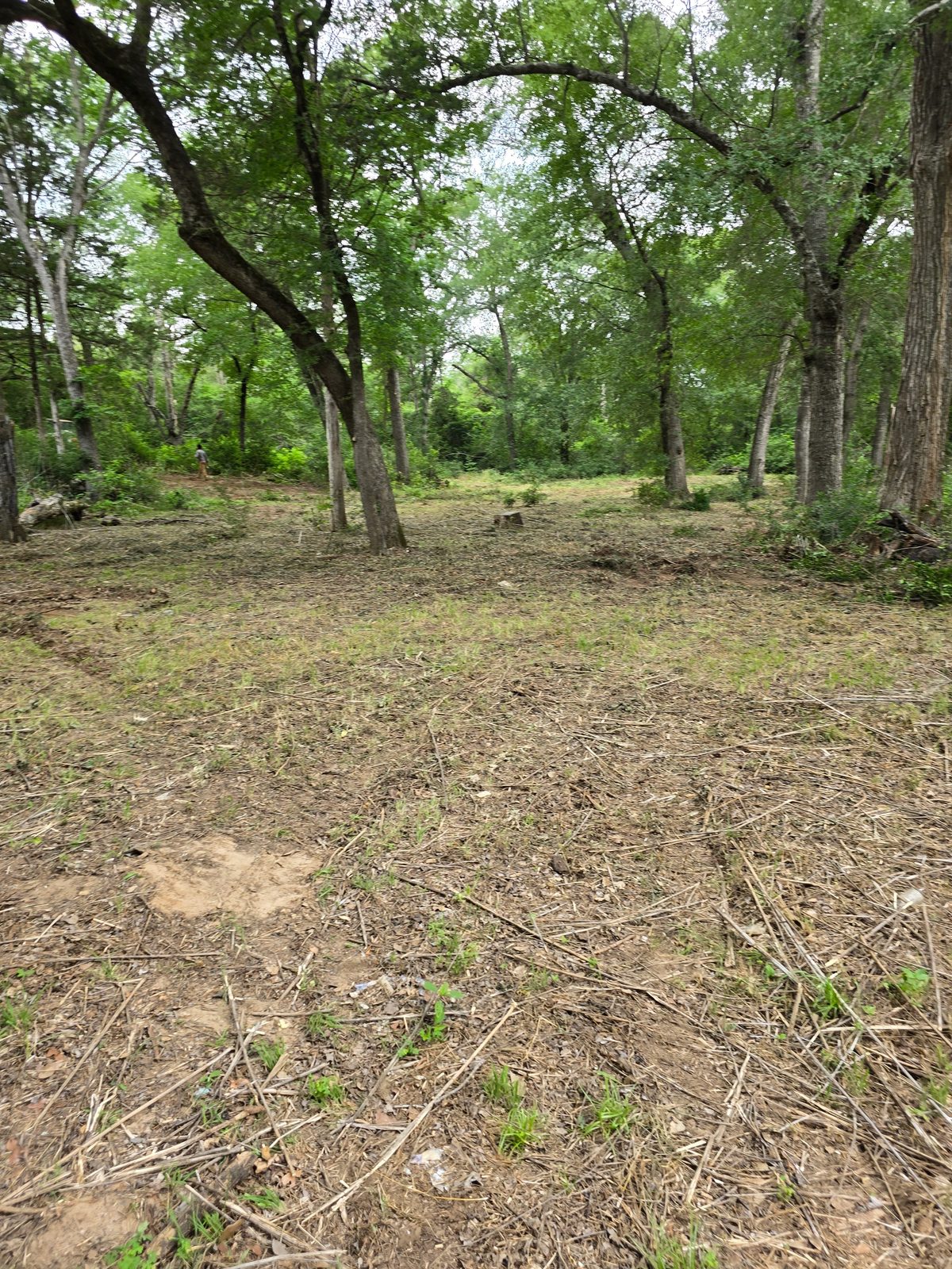 Cleaned-up wooded acreage
